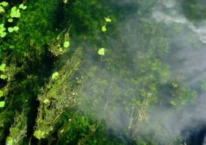 cloudy river & water-plants